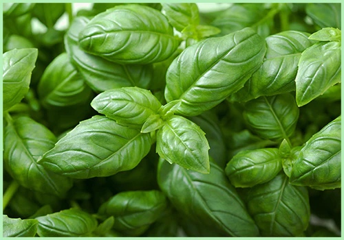 Basil