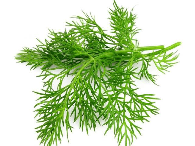 Dill