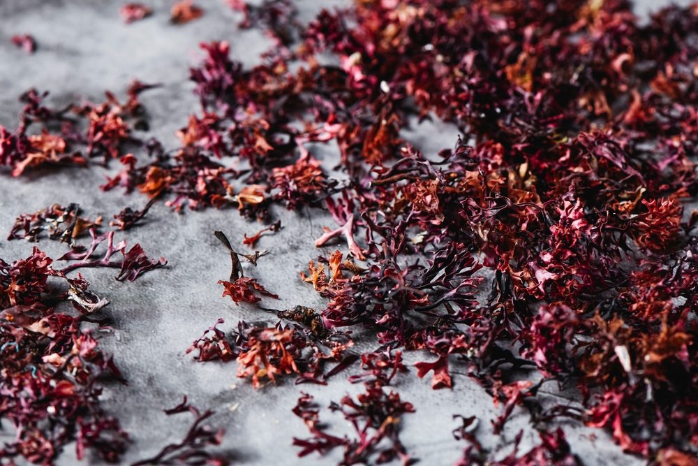 Health Benefits of Sea or Irish Moss