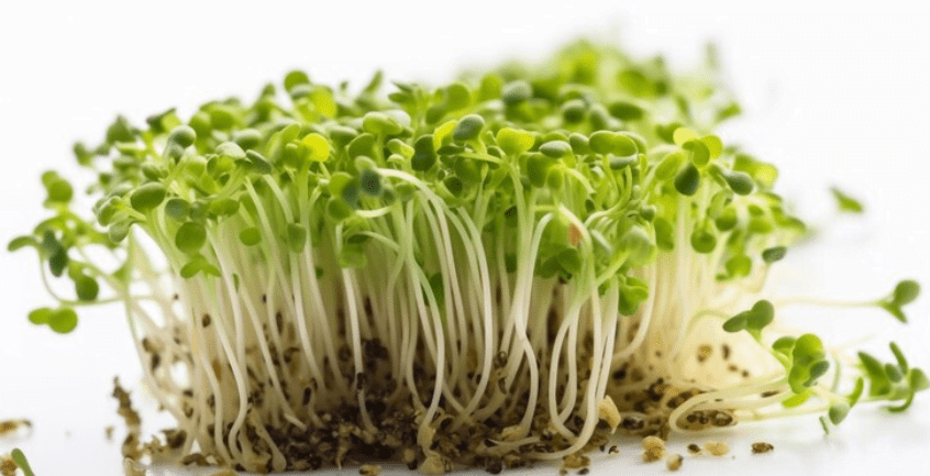 Alfalfa Sprouts