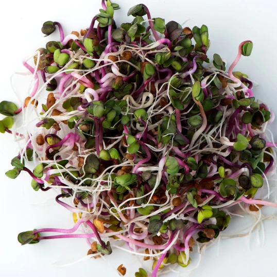 Radish Sprouts