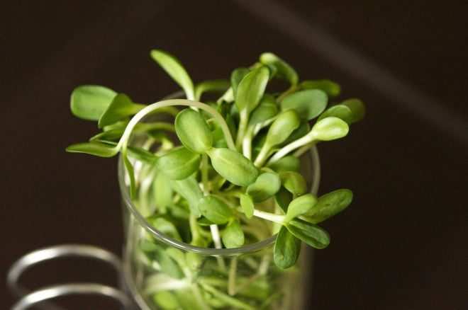 Sunflower Sprouts