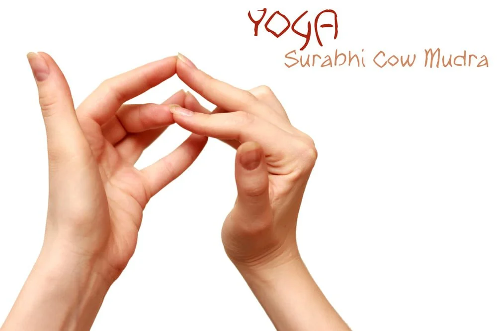 Surabhi Mudra