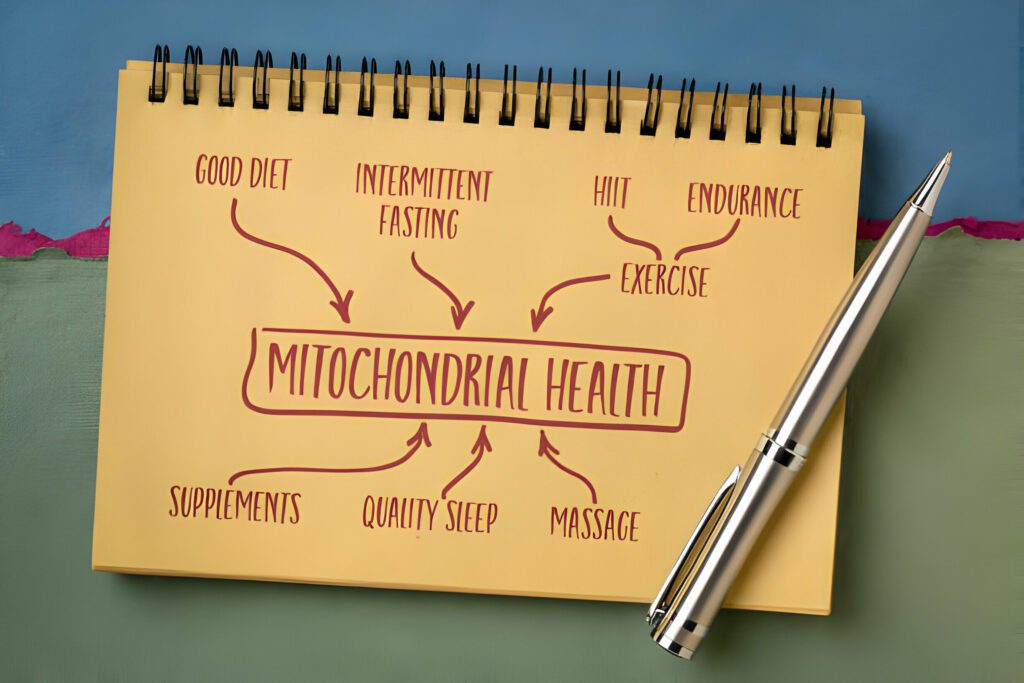 How exercise influences mitochondrial health