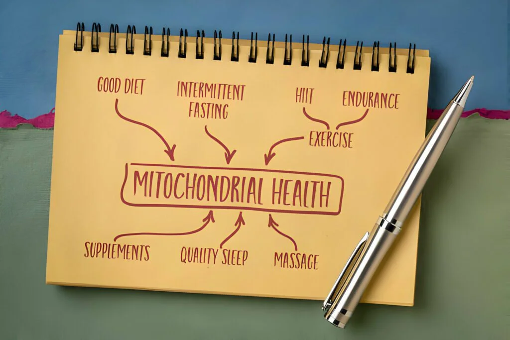 How exercise influences mitochondrial health